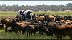 Knickers, la vaca gigante de Australia