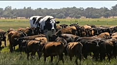 Größter Ochse Australiens: "Knickers" darf auf der Weide bleiben