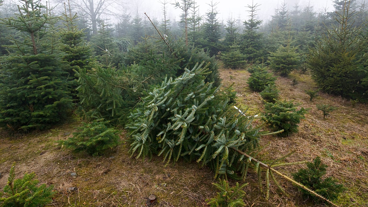 Kivágott fenyőfák Bebők Józsefné birtokán a Zala megyei Nemespátrón 