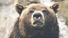 Grizzly tötet Lehrerin Valérie (37) und ihr Baby Adèle (10 Monate)