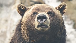 Grizzly tötet Lehrerin Valérie (37) und ihr Baby Adèle (10 Monate)