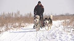 Καζακστάν: Το Sleddog είναι το νέο αγαπημένο άθλημα της χώρας