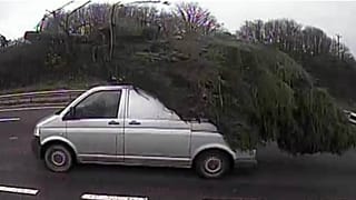 Treemendous! Huge festive fir on van provokes police and puns