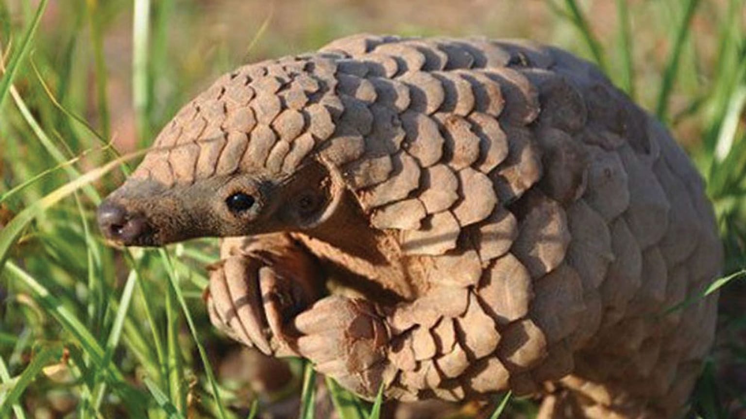 Malezya'da 9 milyon dolar değerinde 2.8 ton Afrika pangolin parçası yakıldı 