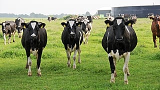 Estonia, Latvia and Lithuania receive low farming EU subsidies.