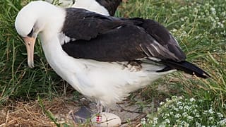 Dünyanın bilinen en yaşlı vahşi yaşam kuşu 37. kez anne oldu