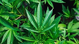 Does cannabis contain the next “superfood”?