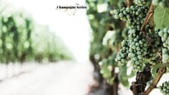 Femme de Champagne - Part 1