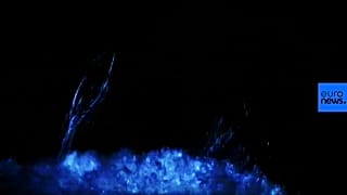 Dolphins feed on and swim amongst bio-luminescent plankton