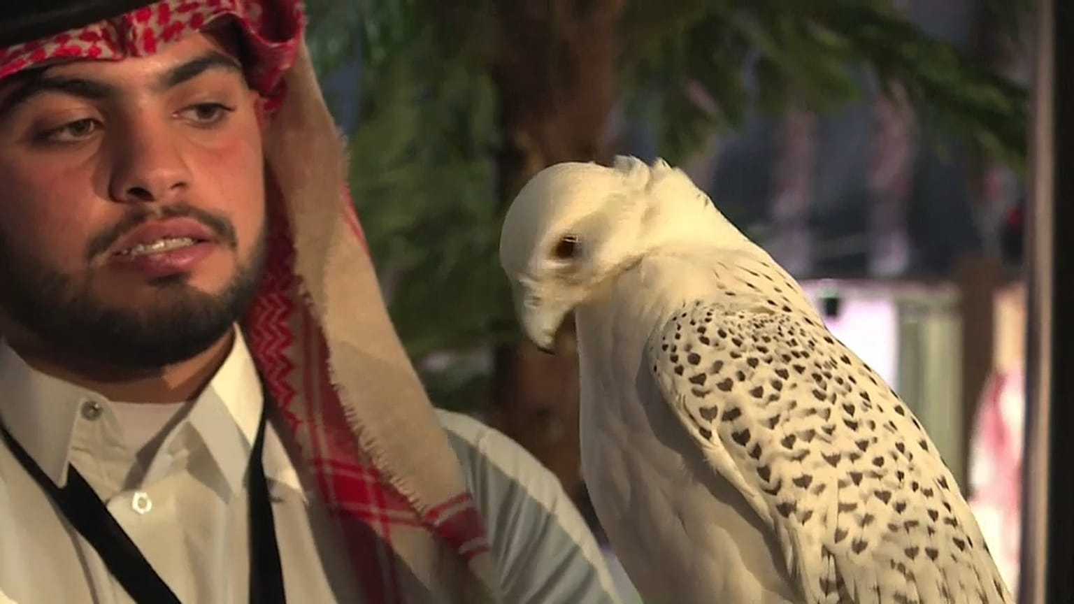 معرض الصقور والصيد السعودي...جسر الجزيرة العربية بين الماضي والحاضر 