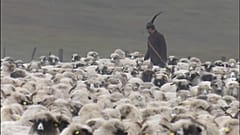 Die Bären sind los in Nord-Rumänien