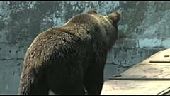 Медведи выходят на охоту