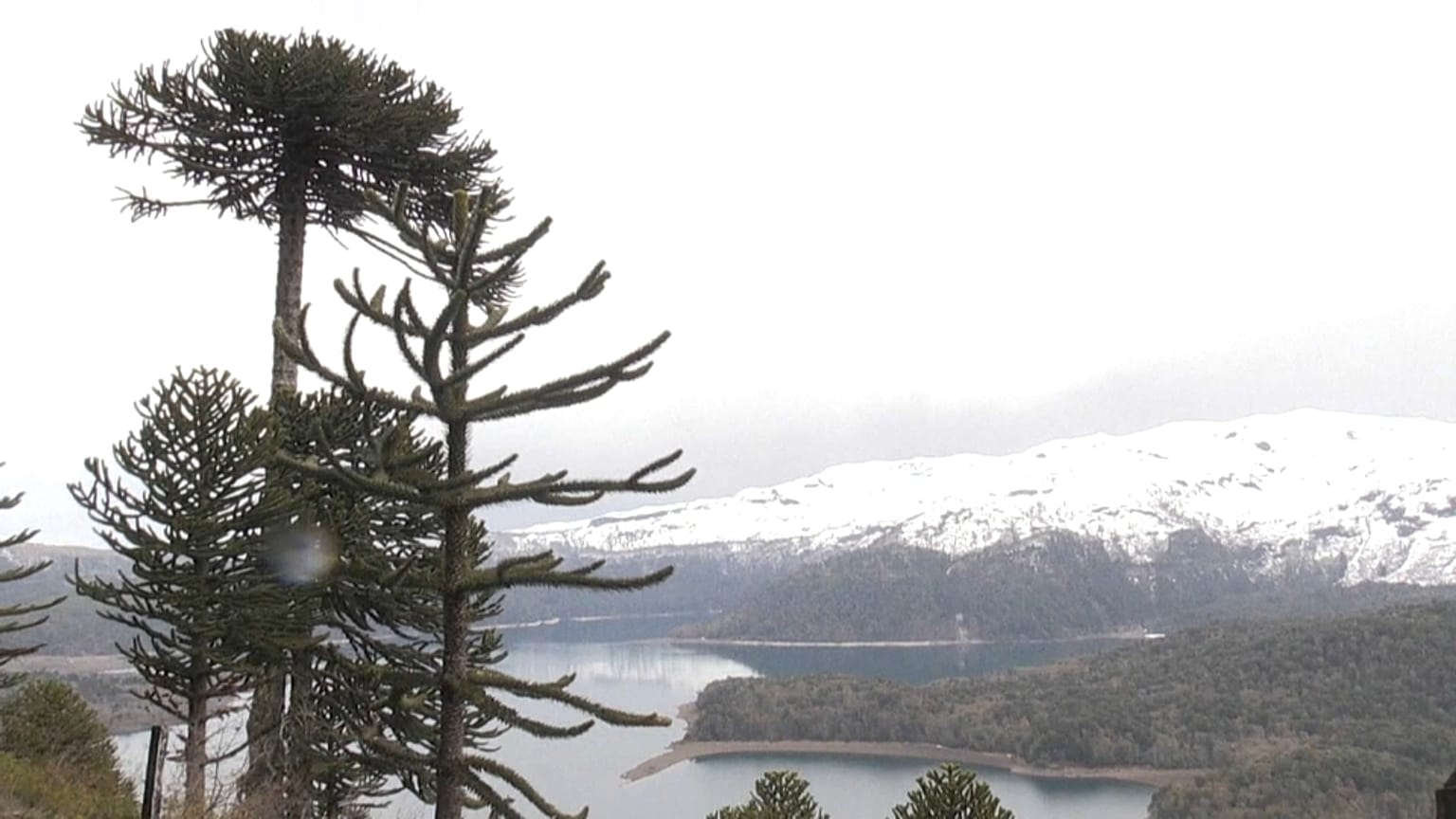 La milenaria araucaria, en peligro