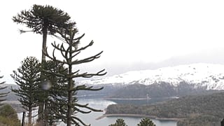 La milenaria araucaria, en peligro