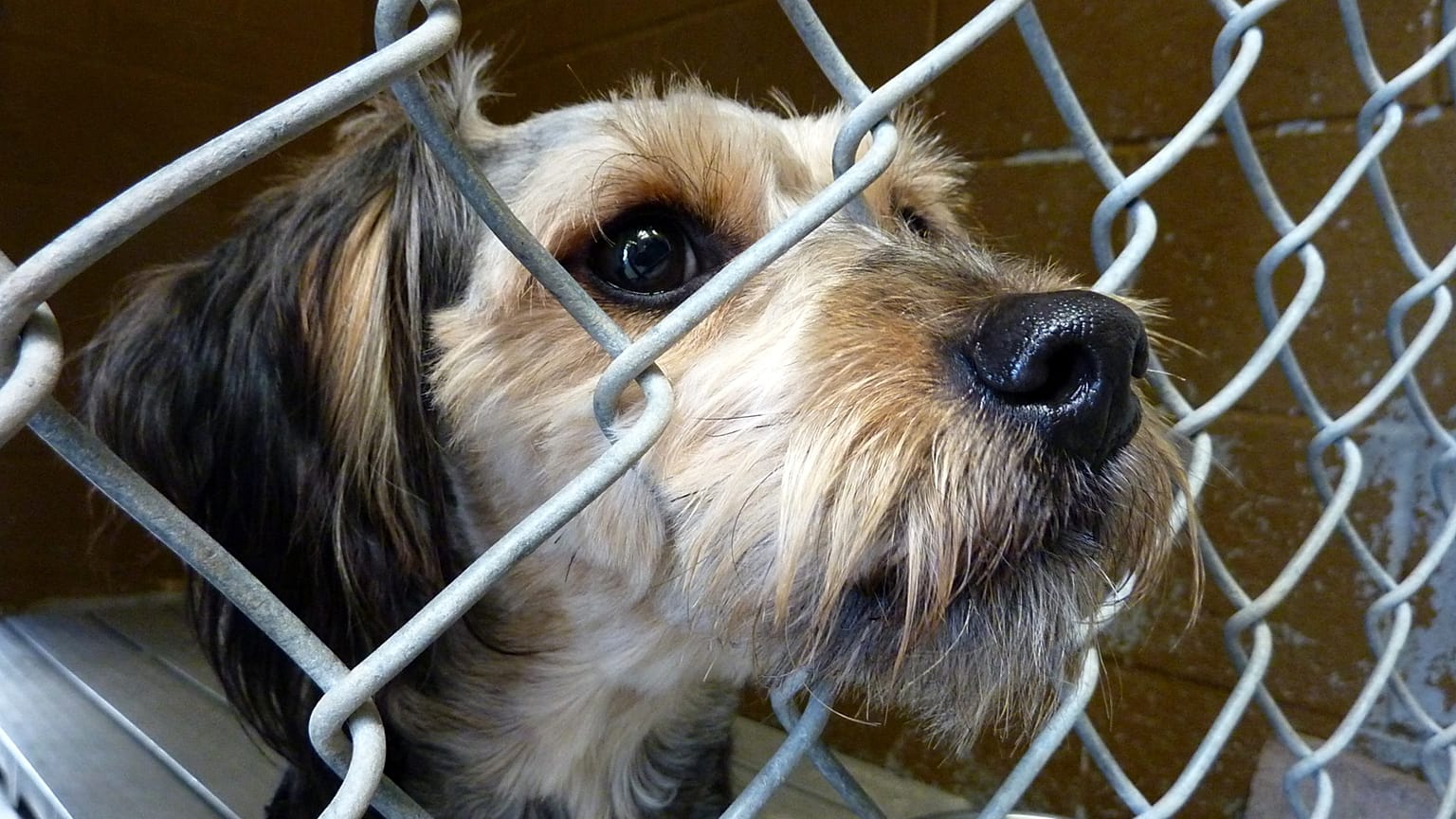 Un perro es para toda la vida no sólo para Navidad