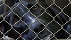 A dog at a breeders