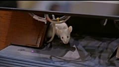 Ratten auf Senatoren geworfen