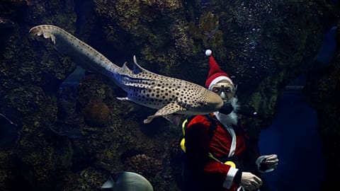 Father Christmas swims with sharks at Malta aquarium