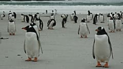¿Quieres comprar una isla? Hay una en venta en las Malvinas con cinco especies de pingüinos