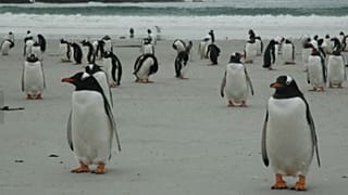¿Quieres comprar una isla? Hay una en venta en las Malvinas con cinco especies de pingüinos