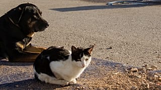 Estrasburgo: los internautas inundan #Neudorf de gatitos para ayudar a la policía