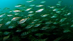 Sustainable fishing could further contribute to the EU economy.