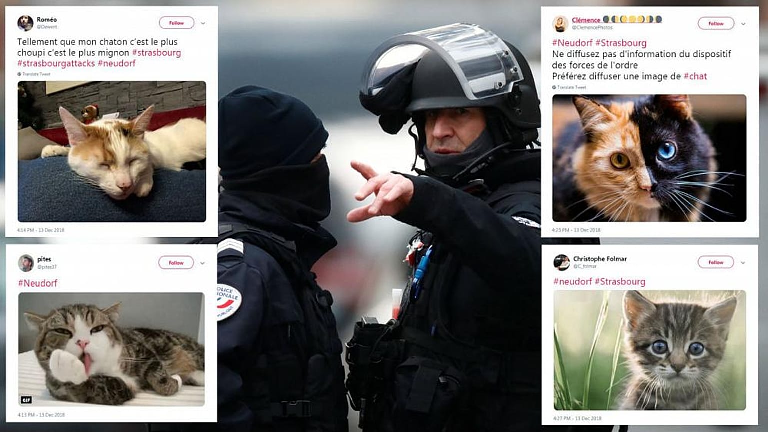Straßburg: Katzenbilder überfluten Twitter, um die Polizei zu schützen