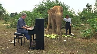 Thailand: Klassische Musik verzaubert blinde Elefanten