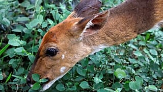 Puni, le braconnier du Missouri ! Obligé de regarder "Bambi" durant 1 an 