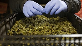Népszavazást tartanak Új-Zélandon a marihuána legalizálásáról