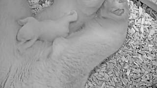 Zoo Berlin: Neue Bilder vom Eisbärenbaby