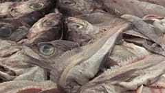 Neue Obergrenzen für deutsche Nordseefischer: 40 Prozent weniger Hering 2019