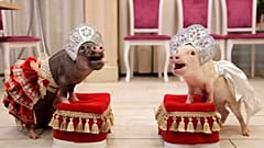 Minischwein-Hype: Russland feiert das Jahr des Schweins