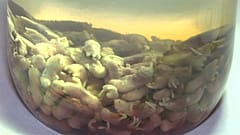 Disgusting Food Museum: Sushi aus Fischsperma und Käse mit Larven als Delikatessen