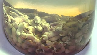 Disgusting Food Museum: Sushi aus Fischsperma und Käse mit Larven als Delikatessen