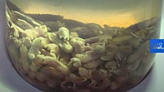 Bienvenidos al delicioso museo de la comida asquerosa 