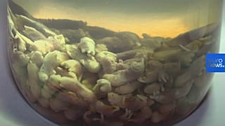 Bienvenidos al delicioso museo de la comida asquerosa