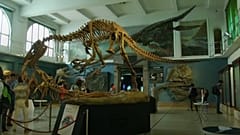 Argentine paleontologists show off Plesiosaur fossil replica