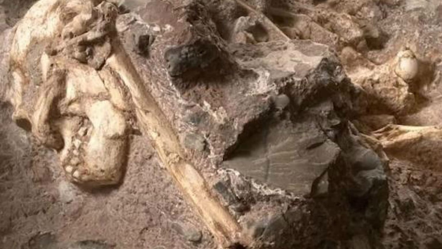 Yarı maymun yarı insan beyinli fosil: Evrimin eksik halkalarından biri mi?