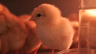 Hatcheries can determine the gender of an egg before hatching now