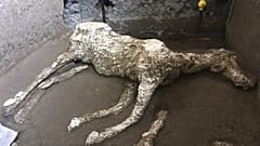 Hallados en Pompeya los restos de un caballo con sus arneses