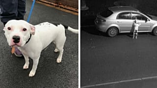 Watch: Charity shares heartbreaking video of dog being abandoned at Christmas
