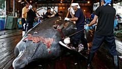 Japan startet kommerziellen Walfang 