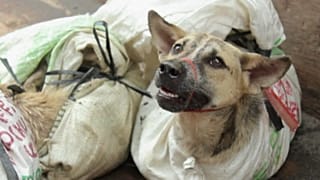 Coreia do Sul come menos cão e adota mais