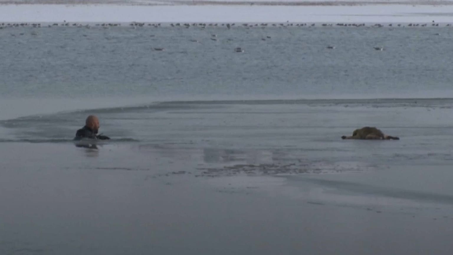 Puppy saved from frozen lake in Turkey