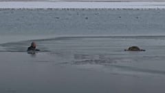 Puppy saved from frozen lake in Turkey