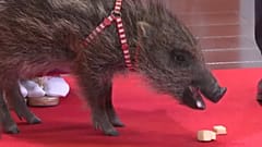 Japón: termina el año del perro y comienza el del Jabalí