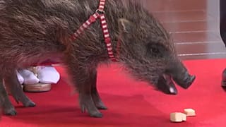 Japón: termina el año del perro y comienza el del Jabalí