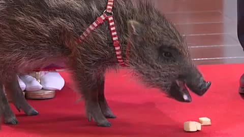 From dog to wild boar to mark new year of Oriental zodiac