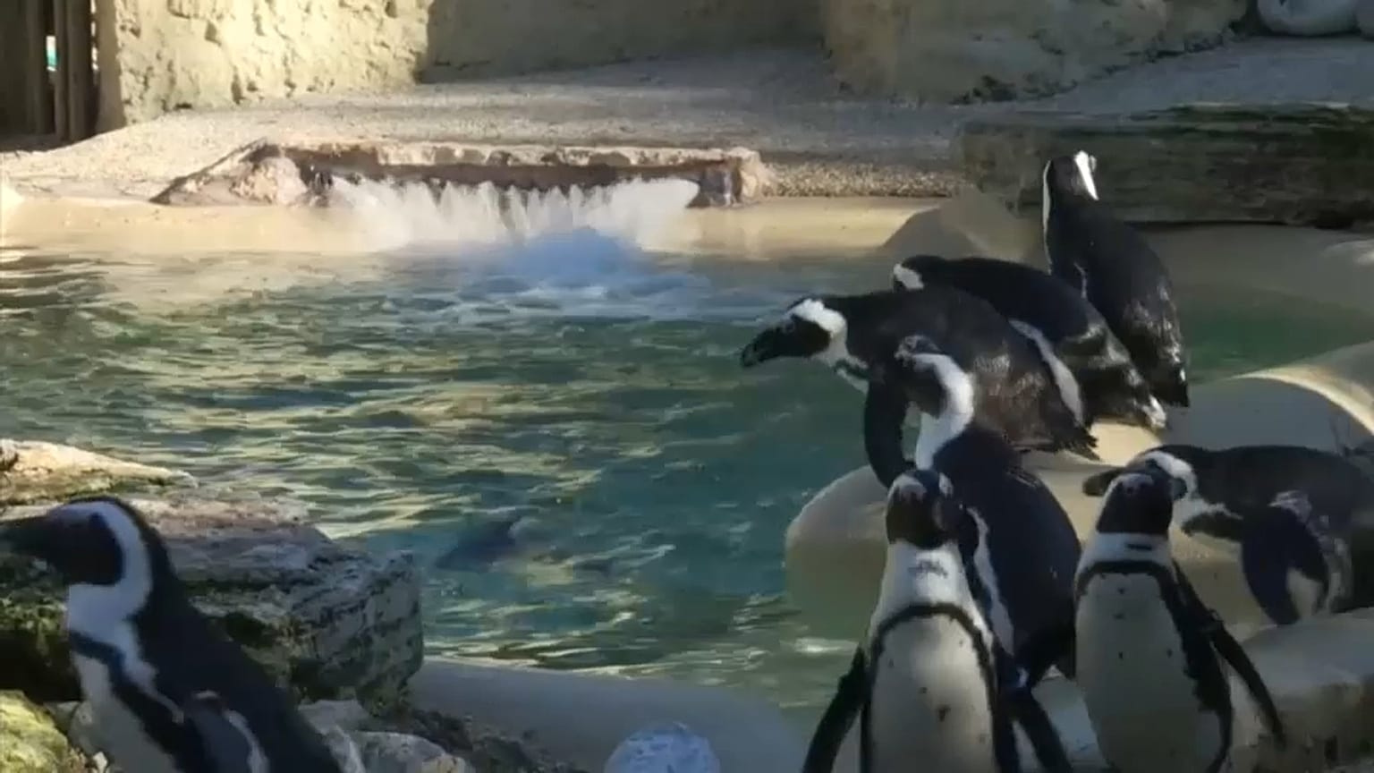 I pinguini del Capo sbarcano al Bioparco di Roma